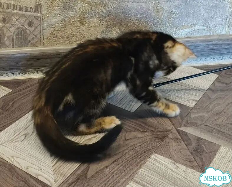 Бенгальский котёнок фото 7