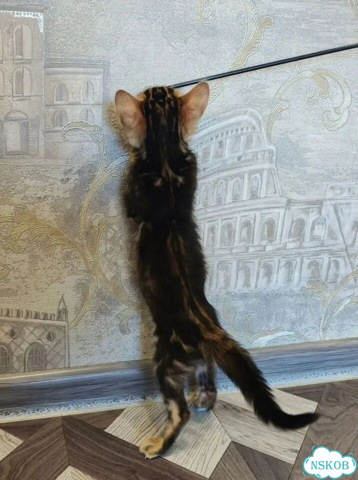 Бенгальский котёнок фото 8