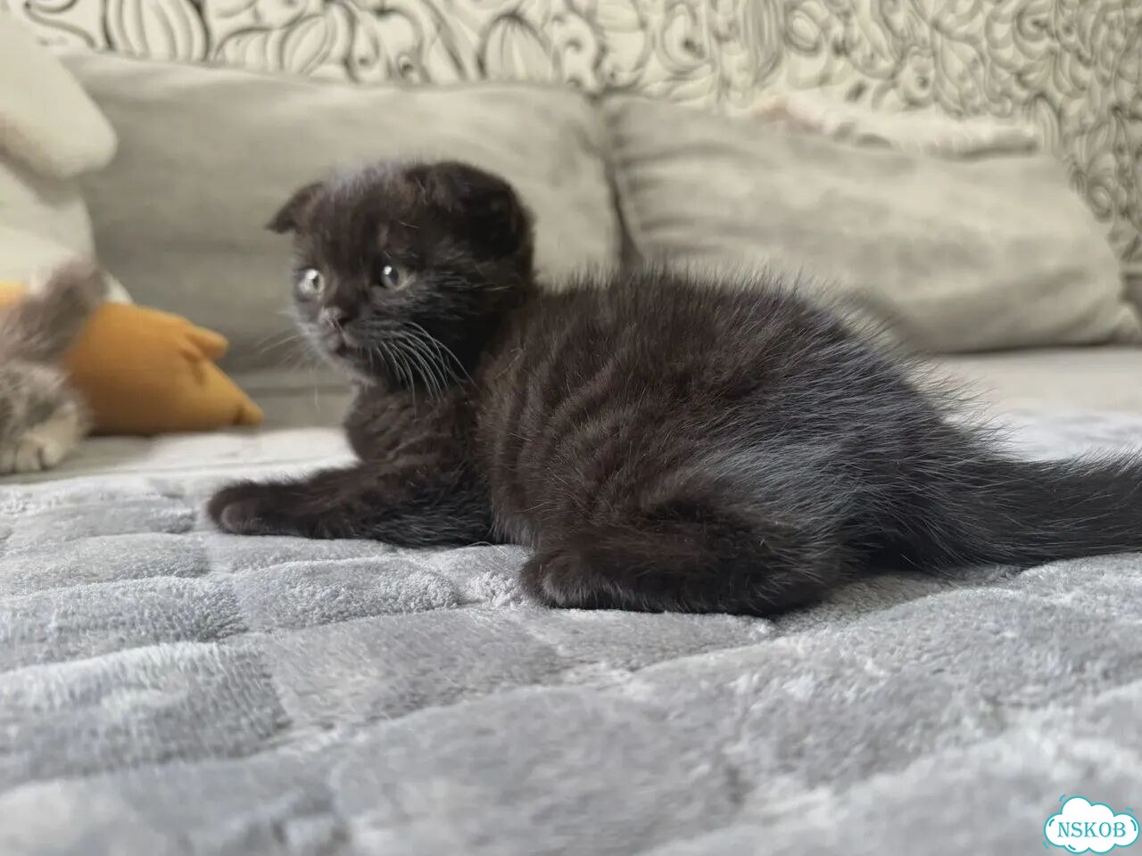 Шотландский вислоухий короткошёрстный котёнок фото 1