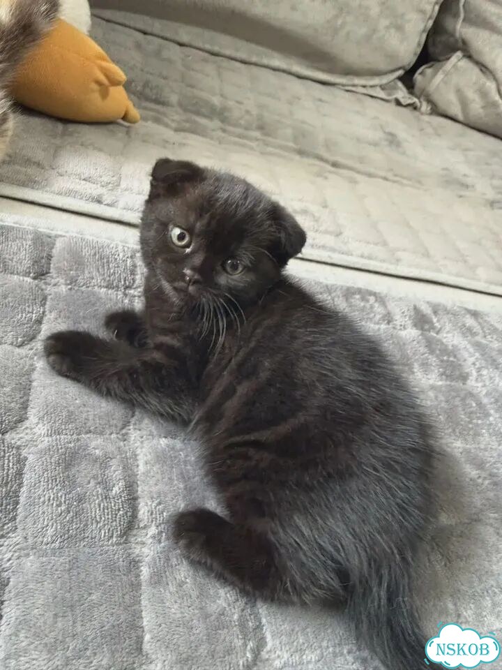 Шотландский вислоухий короткошёрстный котёнок фото 2