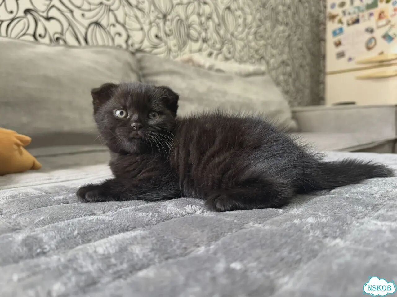Шотландский вислоухий короткошёрстный котёнок фото 3