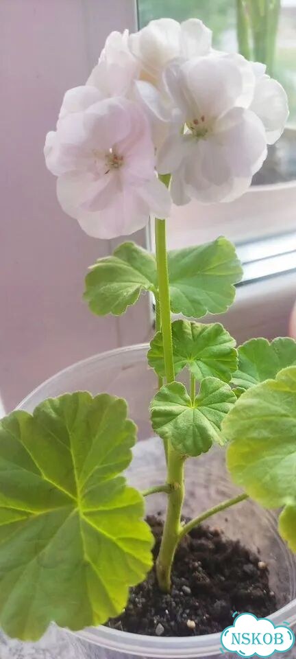 Продам белую пеларгонию фото 1