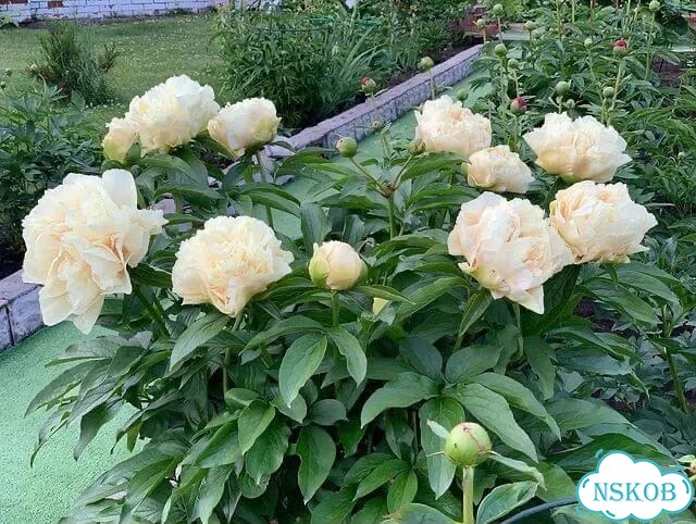Редкие сорта пионов саженцы и корни фото 1