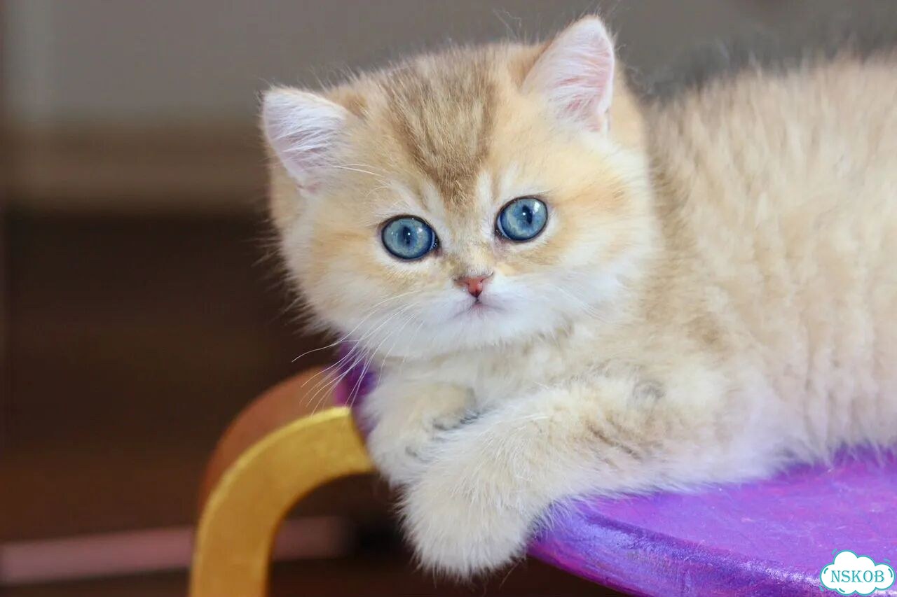 Британский короткошёрстный котёнок фото 1