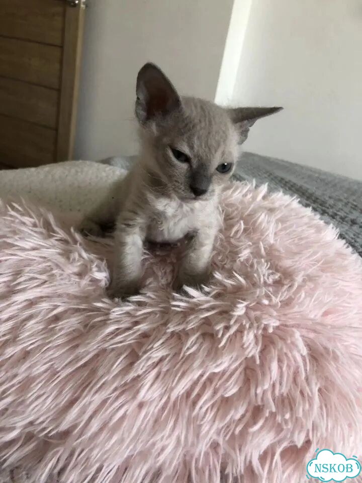 Котёнок от частного владельца фото 1
