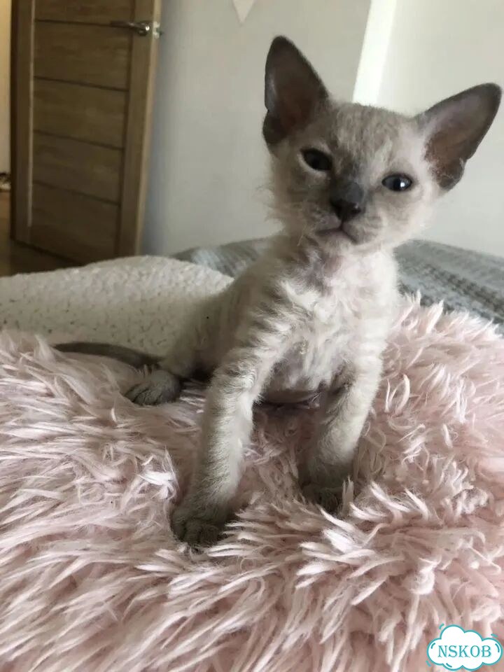 Котёнок от частного владельца фото 2