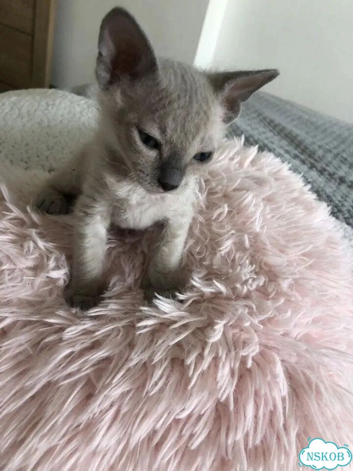 Котёнок от частного владельца фото 3