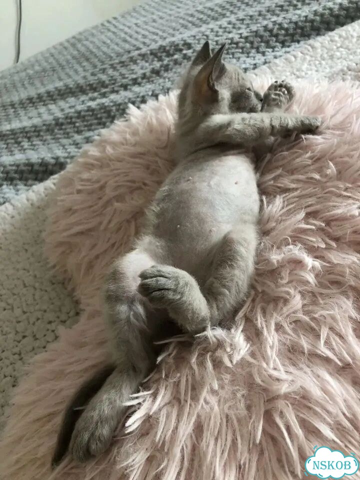 Котёнок от частного владельца фото 4