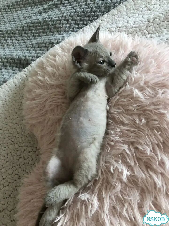 Котёнок от частного владельца фото 5