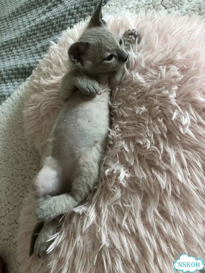 Котёнок от частного владельца фото 6