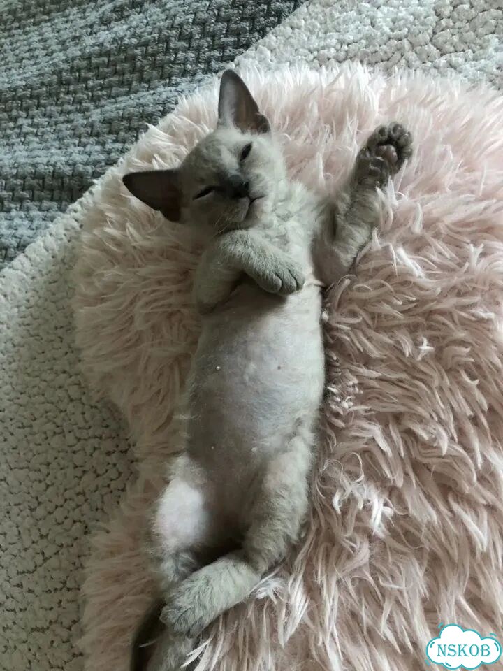 Котёнок от частного владельца фото 7