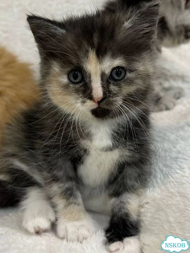 Британский короткошёрстный котёнок фото 1