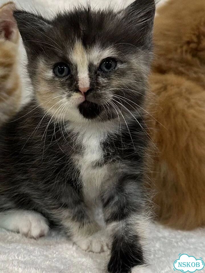 Британский короткошёрстный котёнок фото 4