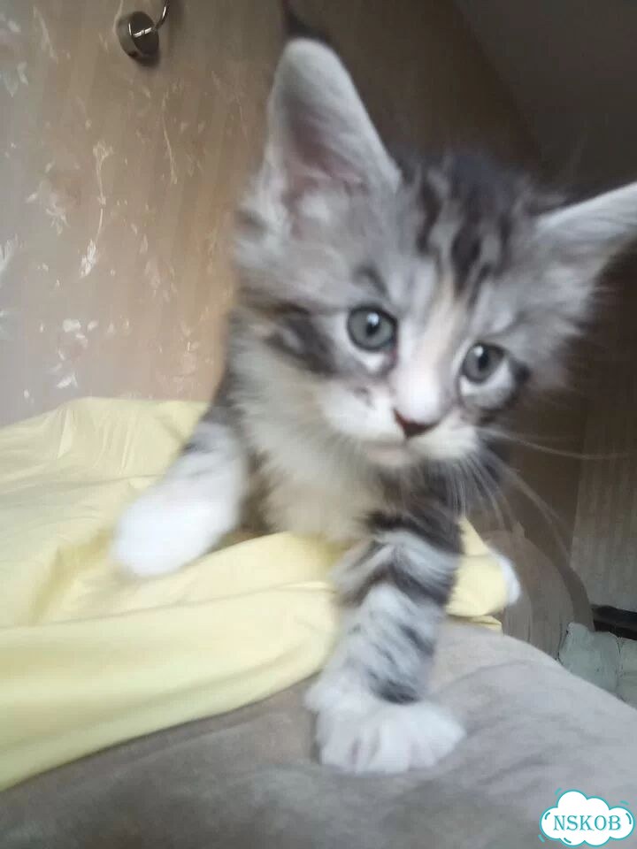 Мейн-кун котёнок фото 1