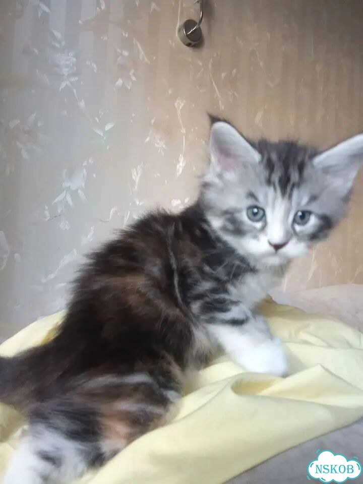 Мейн-кун котёнок фото 2