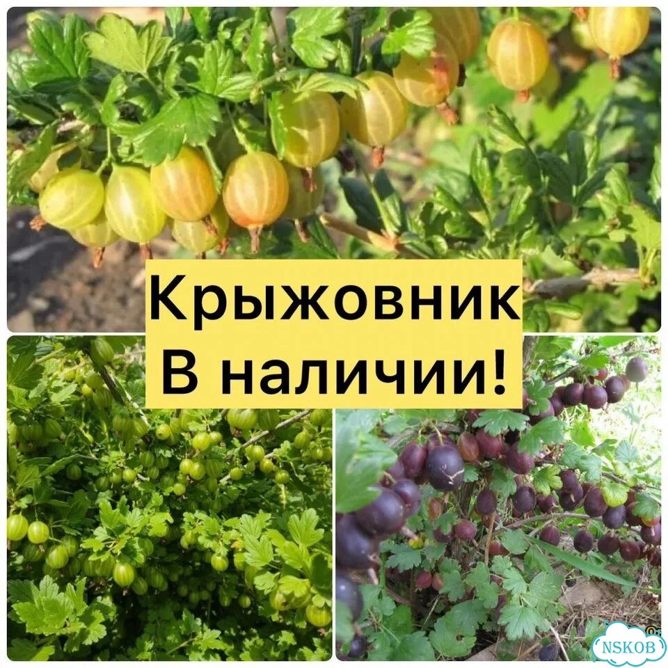 Саженцы крыжовника фото 1