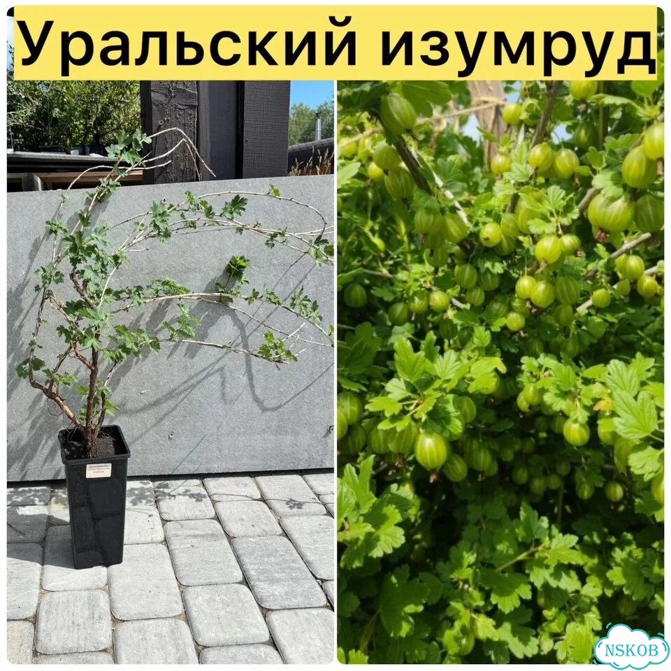 Саженцы крыжовника фото 2