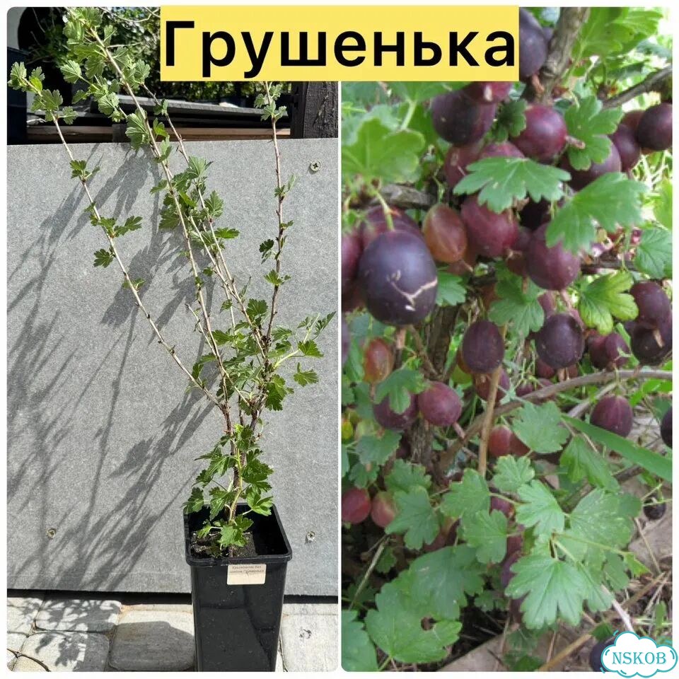 Саженцы крыжовника фото 3