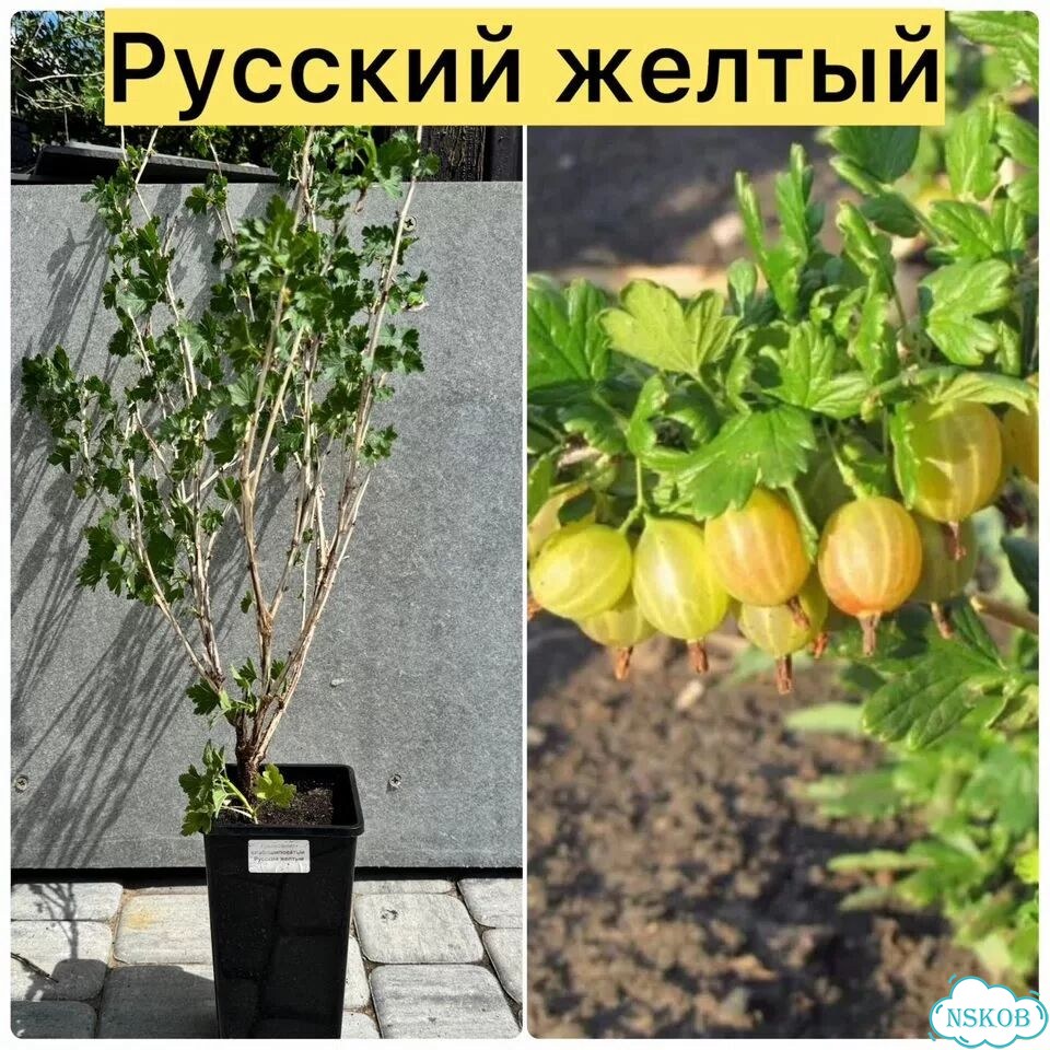 Саженцы крыжовника фото 4