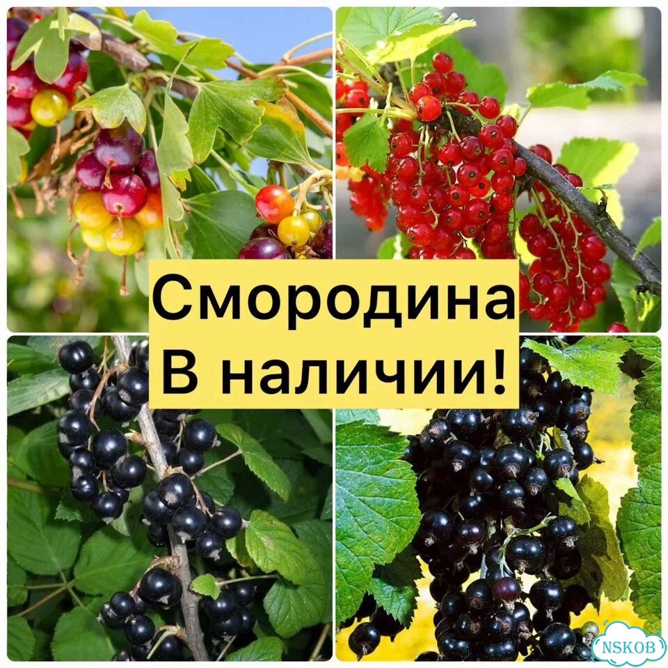 Саженцы смородины фото 1