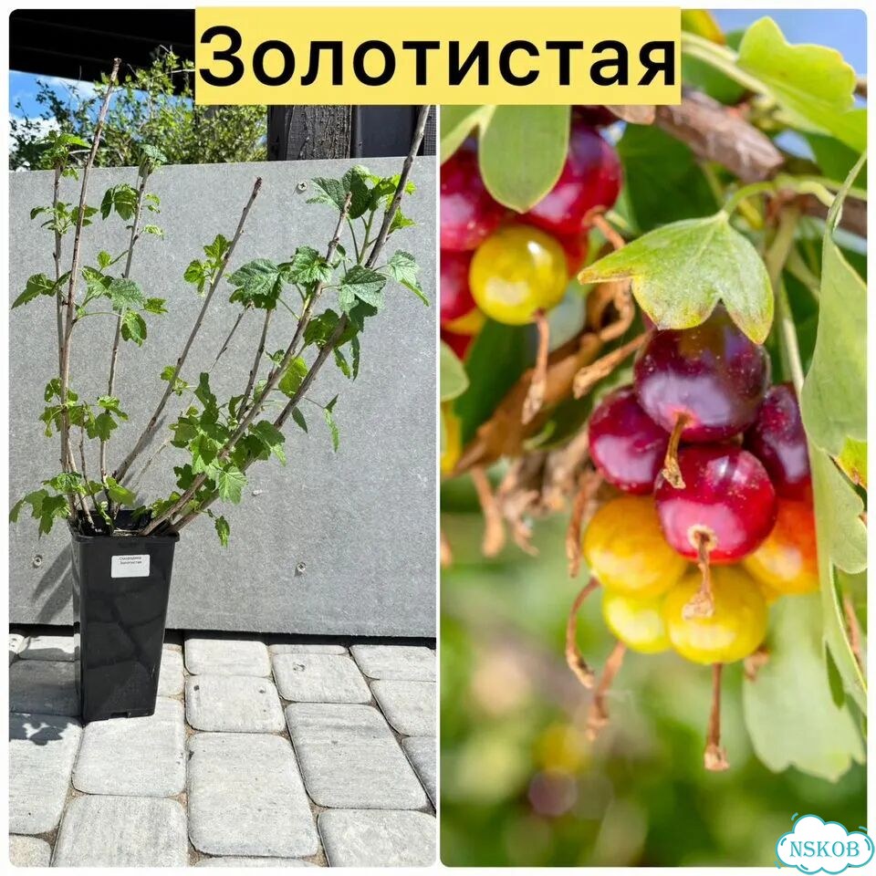 Саженцы смородины фото 2