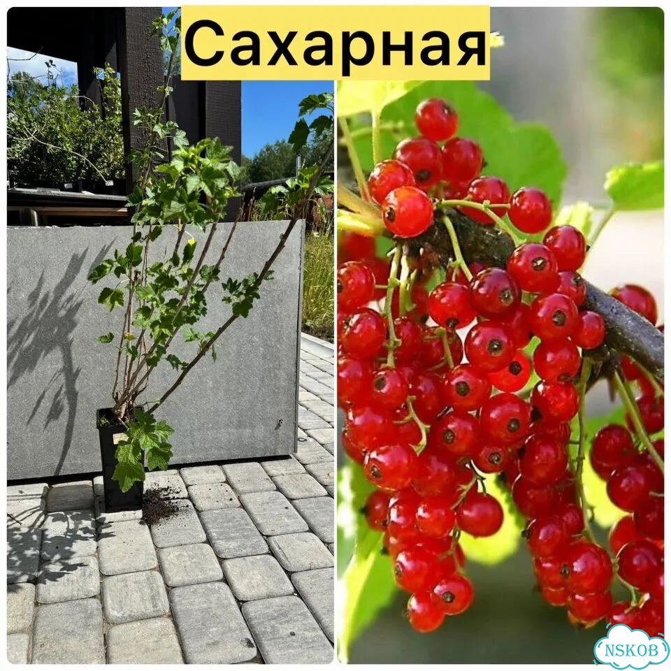 Саженцы смородины фото 3