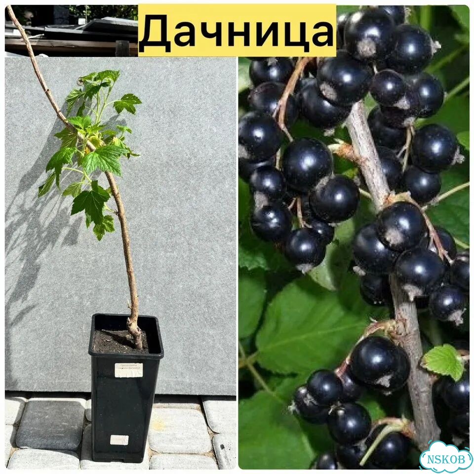 Саженцы смородины фото 4