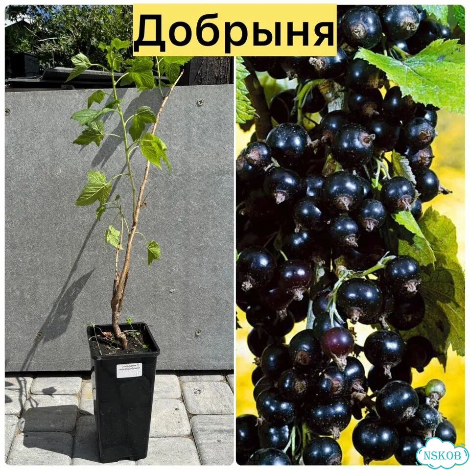 Саженцы смородины фото 5