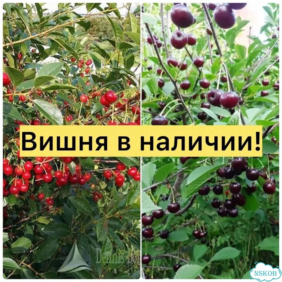 Саженцы самоплодной вишни фото 1