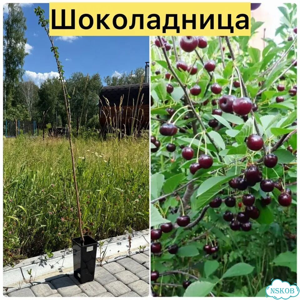 Саженцы самоплодной вишни фото 2