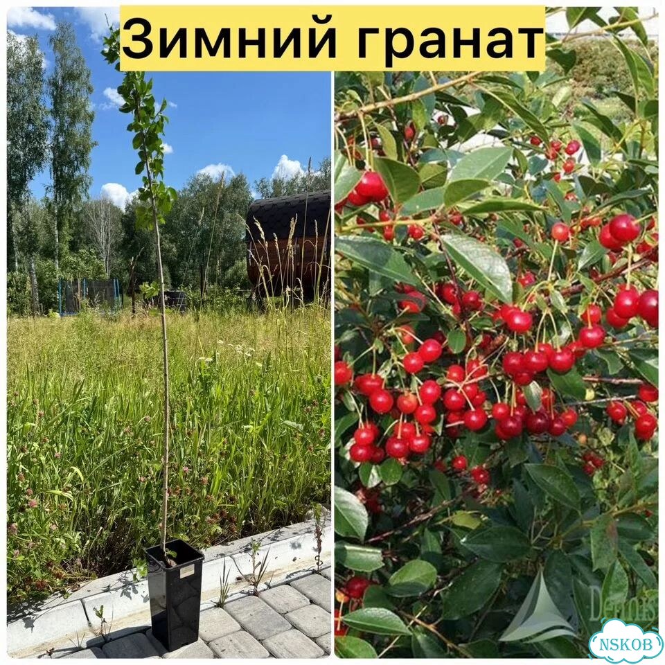 Саженцы самоплодной вишни фото 3