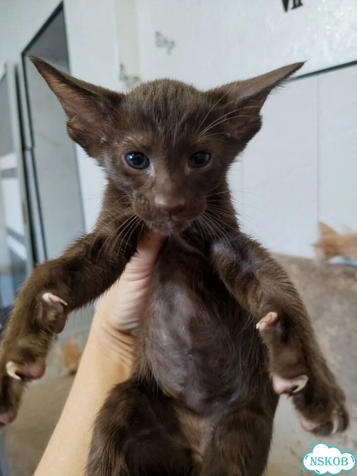 Ориентальный котёнок фото 1