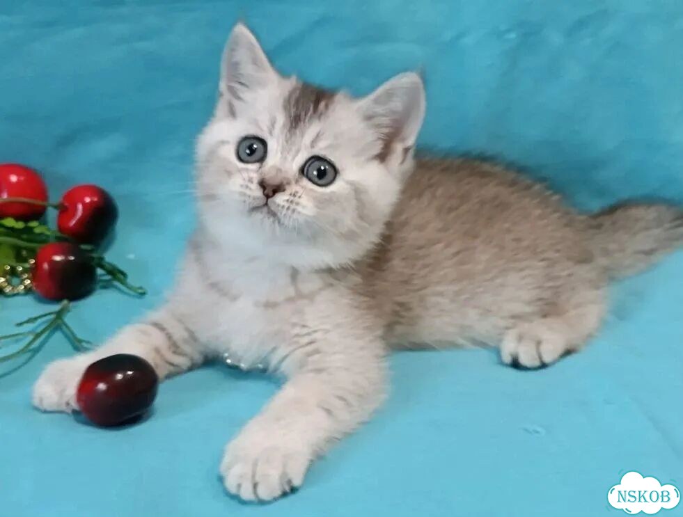 Британский короткошёрстный котёнок фото 1