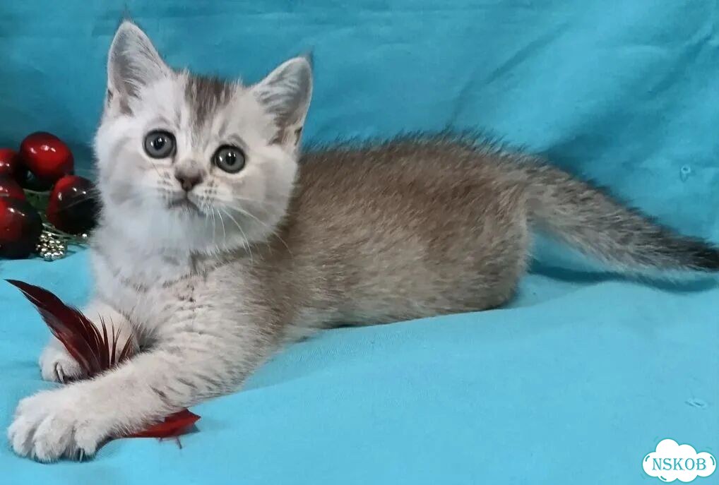 Британский короткошёрстный котёнок фото 2