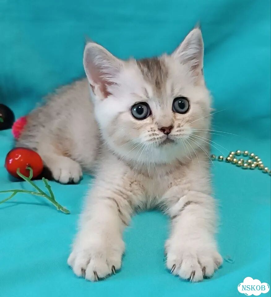Британский короткошёрстный котёнок фото 3