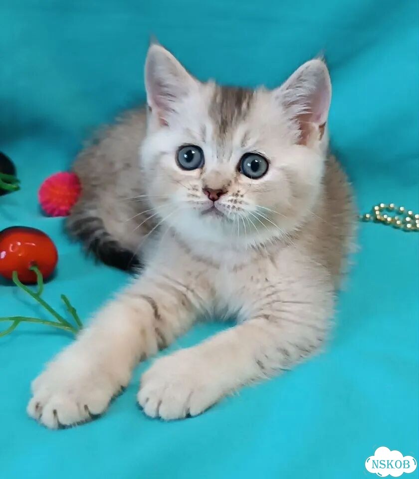 Британский короткошёрстный котёнок фото 4