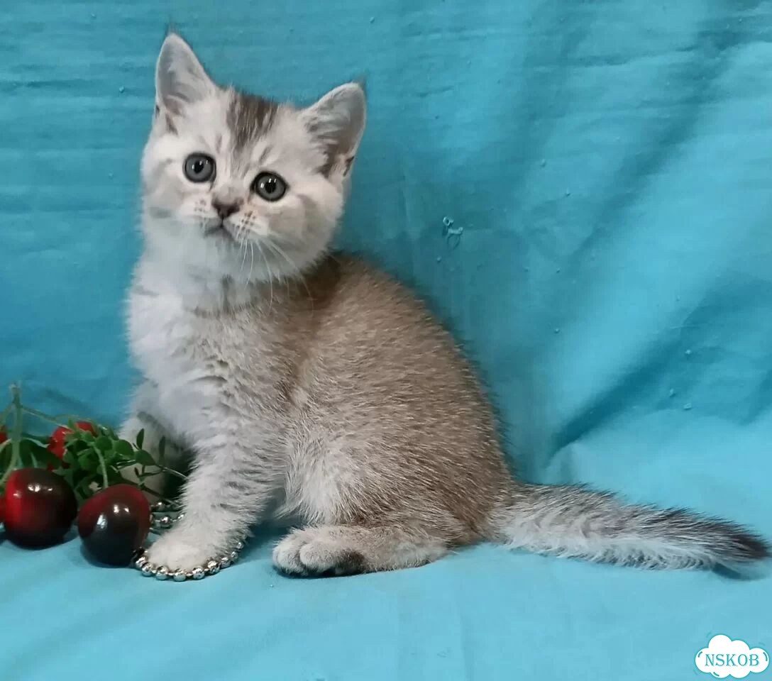 Британский короткошёрстный котёнок фото 6