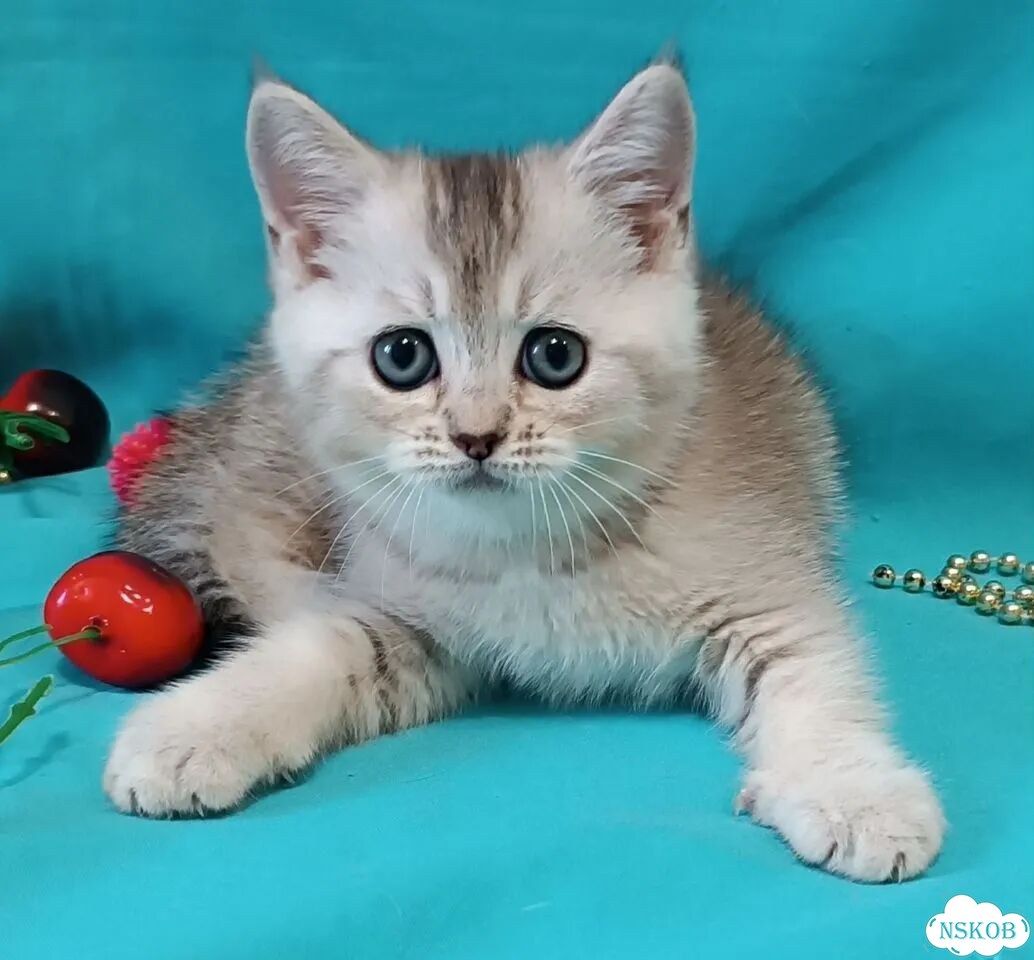 Британский короткошёрстный котёнок фото 8