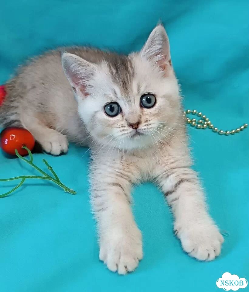 Британский короткошёрстный котёнок фото 9