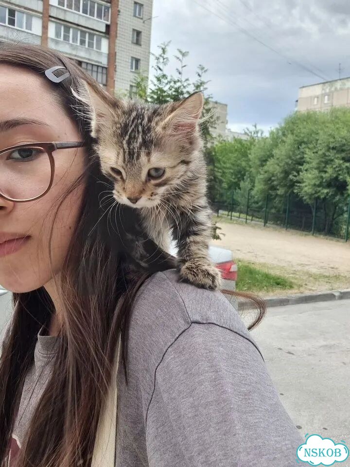 Сибирский котёнок фото 2