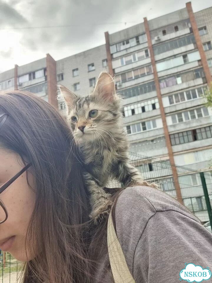 Сибирский котёнок фото 3