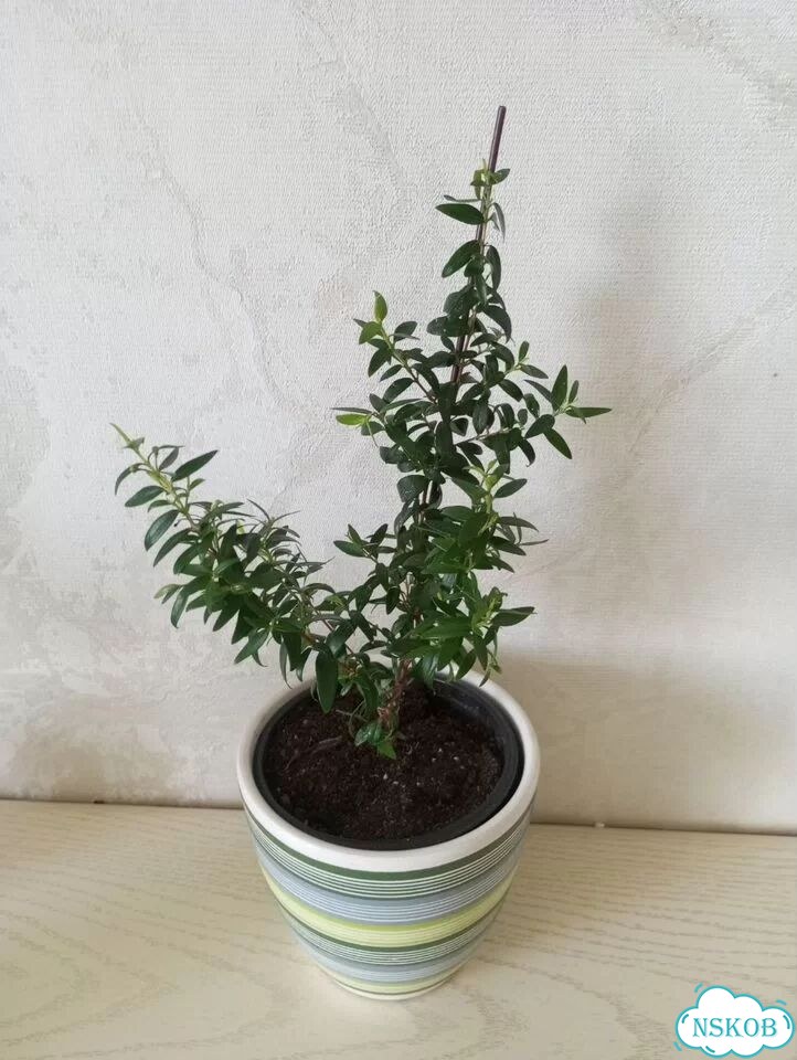 Миртовое дерево фото 1