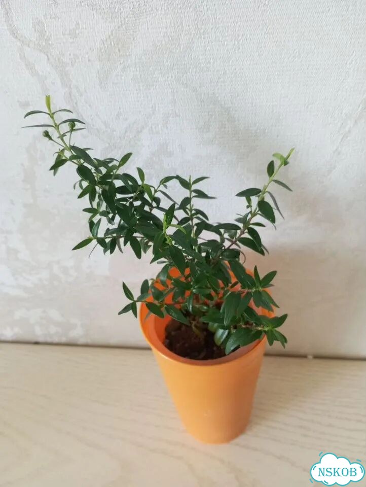 Миртовое дерево фото 2