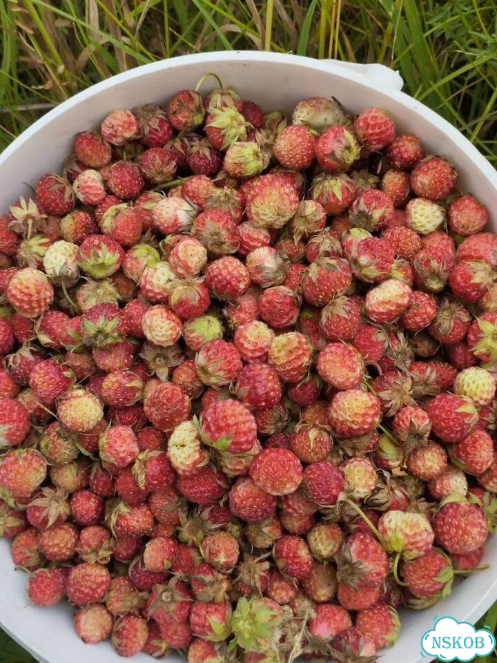 Клубника крупная оборная 2026 фото 3