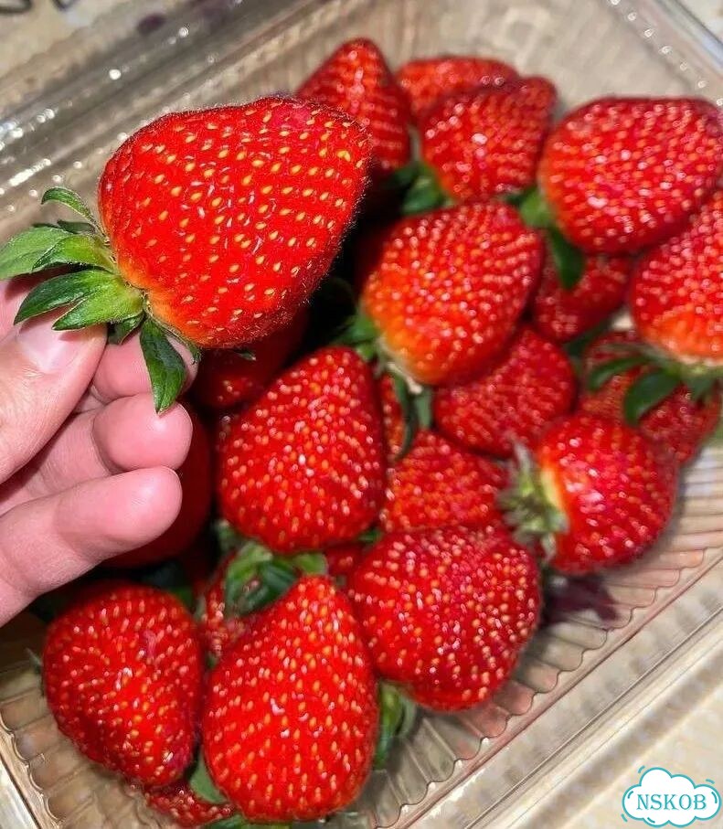 Клубника свежая домашняя фото 1