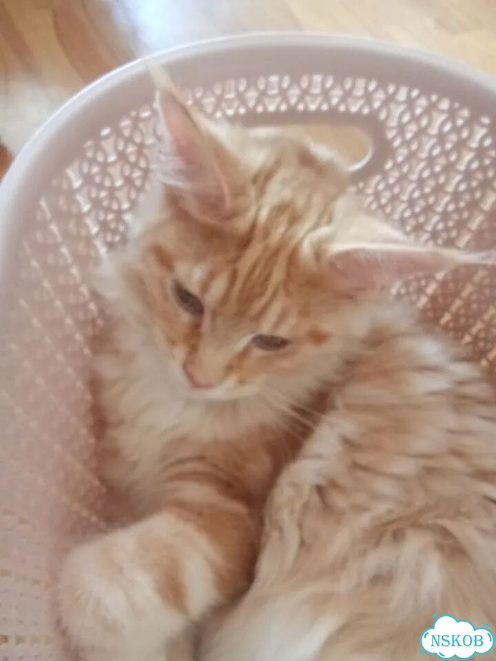 Мейн-кун котёнок фото 1