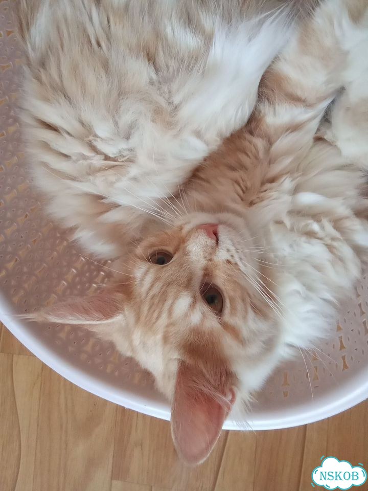 Мейн-кун котёнок фото 2
