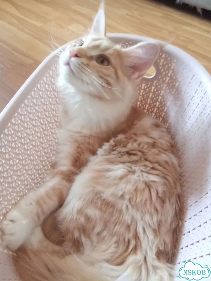 Мейн-кун котёнок фото 3