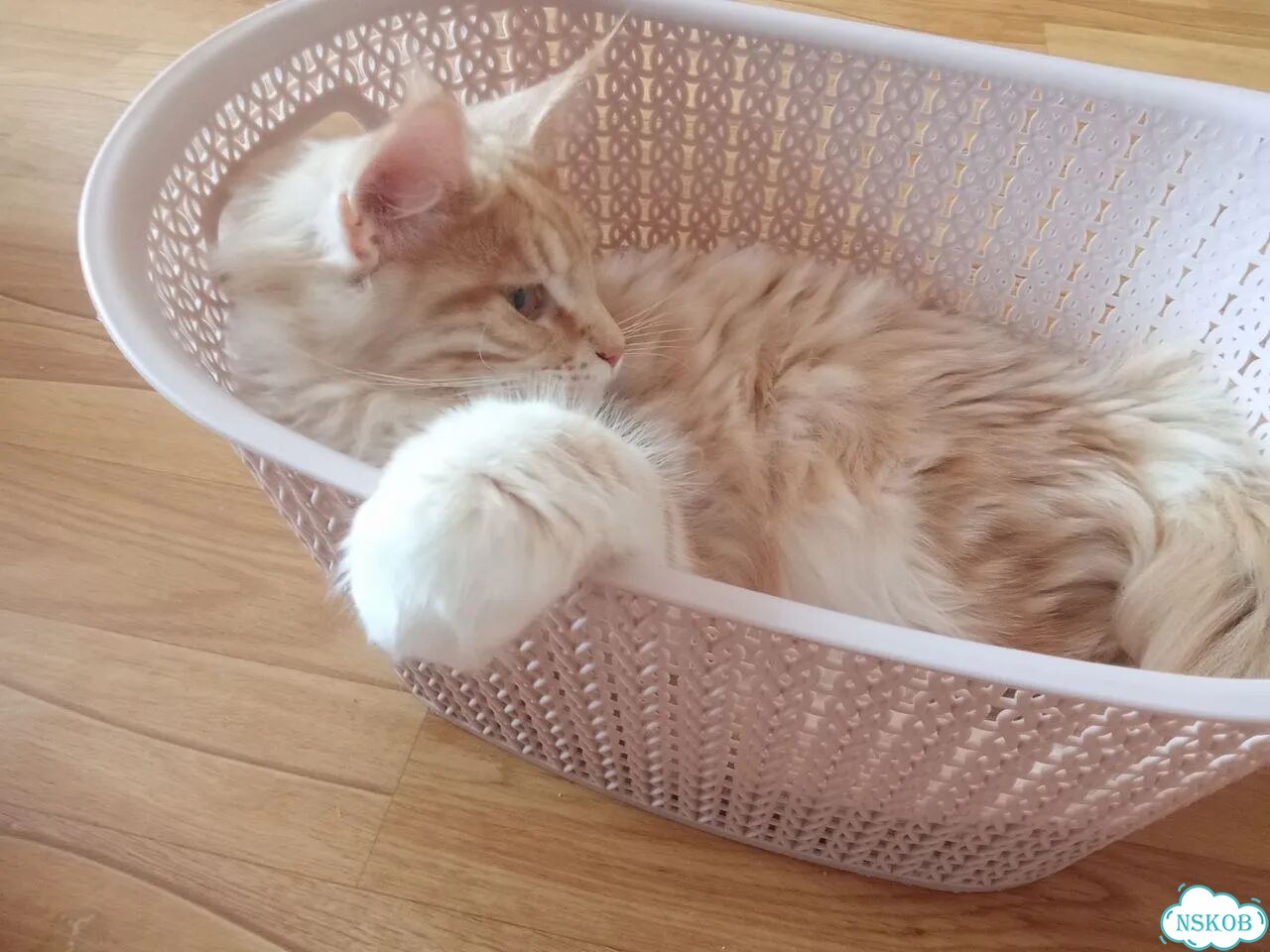 Мейн-кун котёнок фото 4