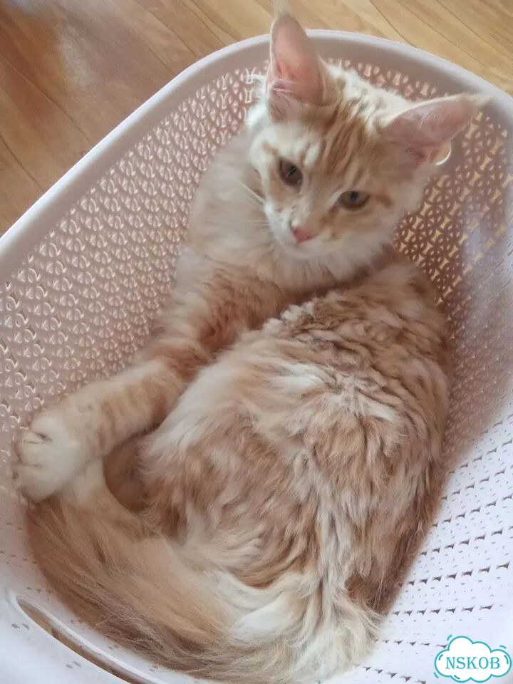 Мейн-кун котёнок фото 5